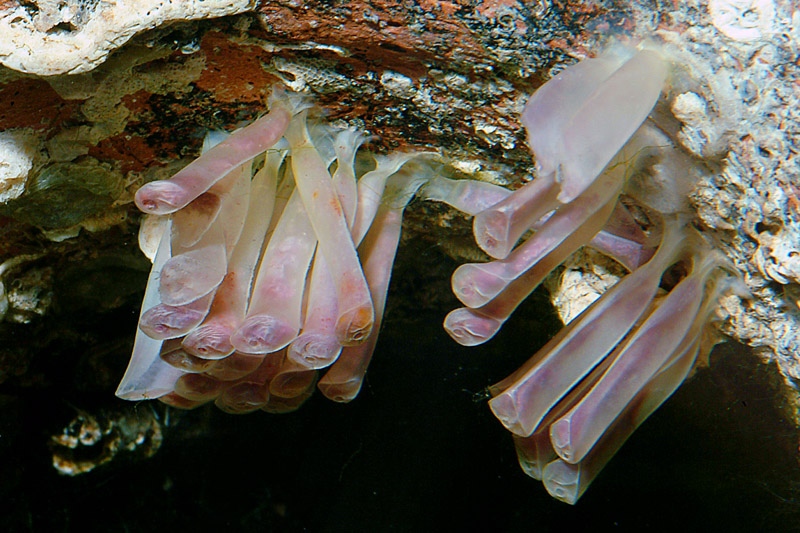 Stramonita haemastoma accoppiamento e deposizione